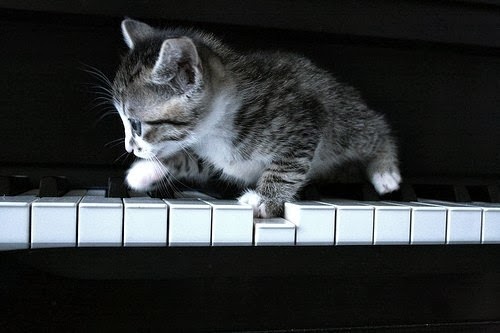 yes - I do have a cat, not quite such a good piano player as this one though!