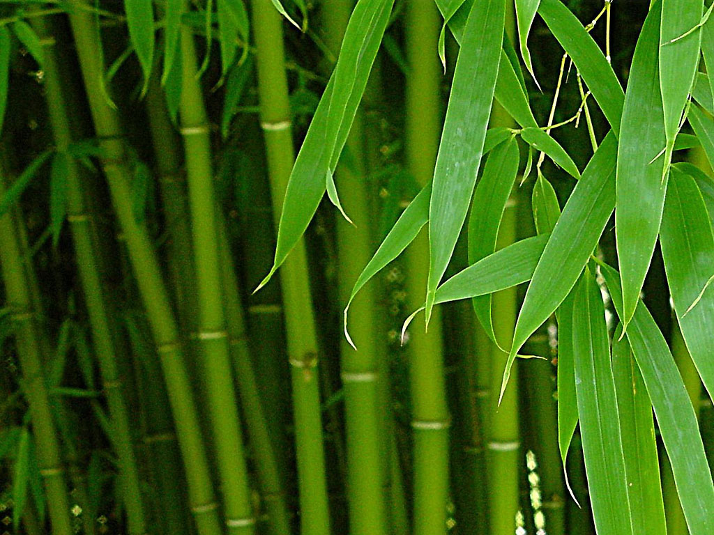 Бамбук очищує повітря