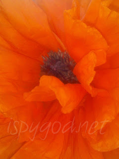 up close shot of bright orange poppy petals