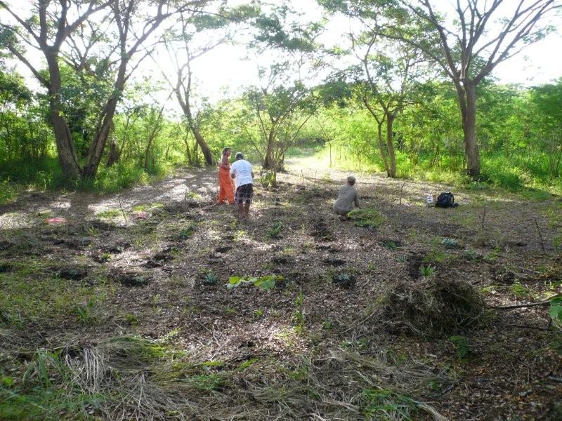 Naciriyawa our farm in Fiji planting pineapples