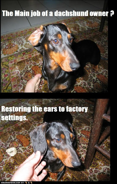 funny-dog-pictures-dachshund-owners.jpg