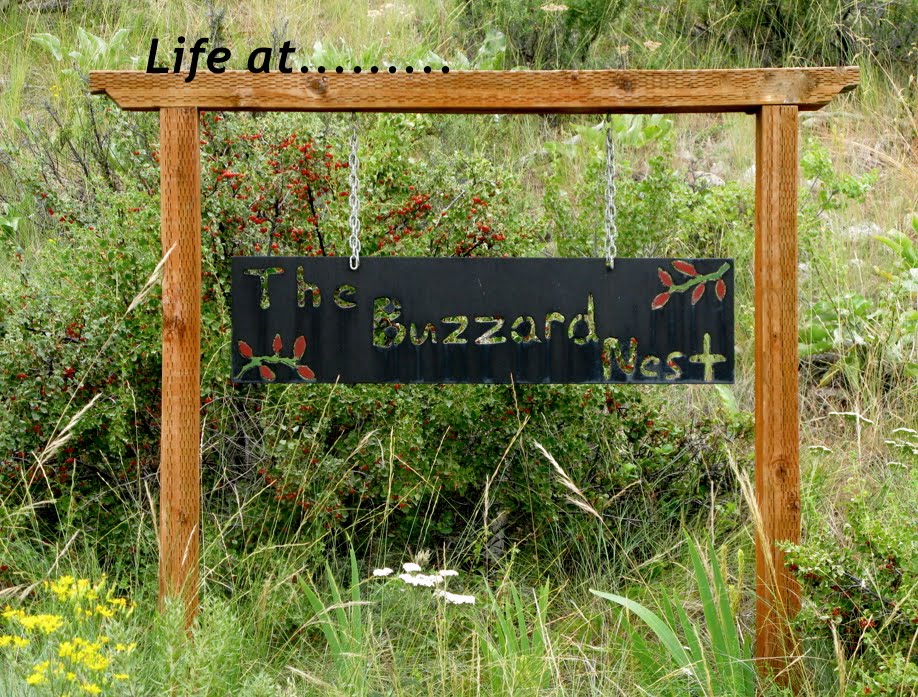 Life at the Buzzard Nest