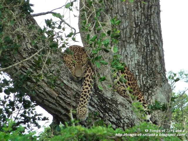 parc national de Yala au Sri Lanka le leopard