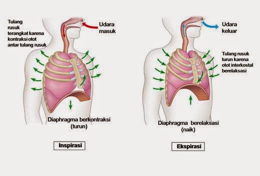 Sistem Pernafasan Oleh Novilia Susianawati Ppt Download