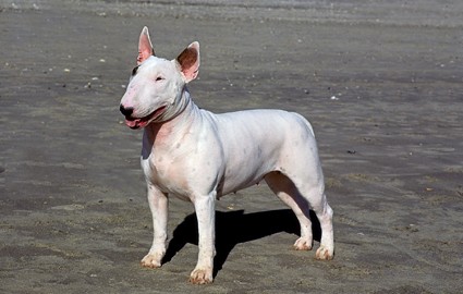 what of was spuds mackenzie image gallery spud what of was spuds mackenzie image gallery spud