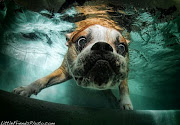 Underwater Dogs under water dogs 