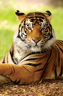 tiger hd picture