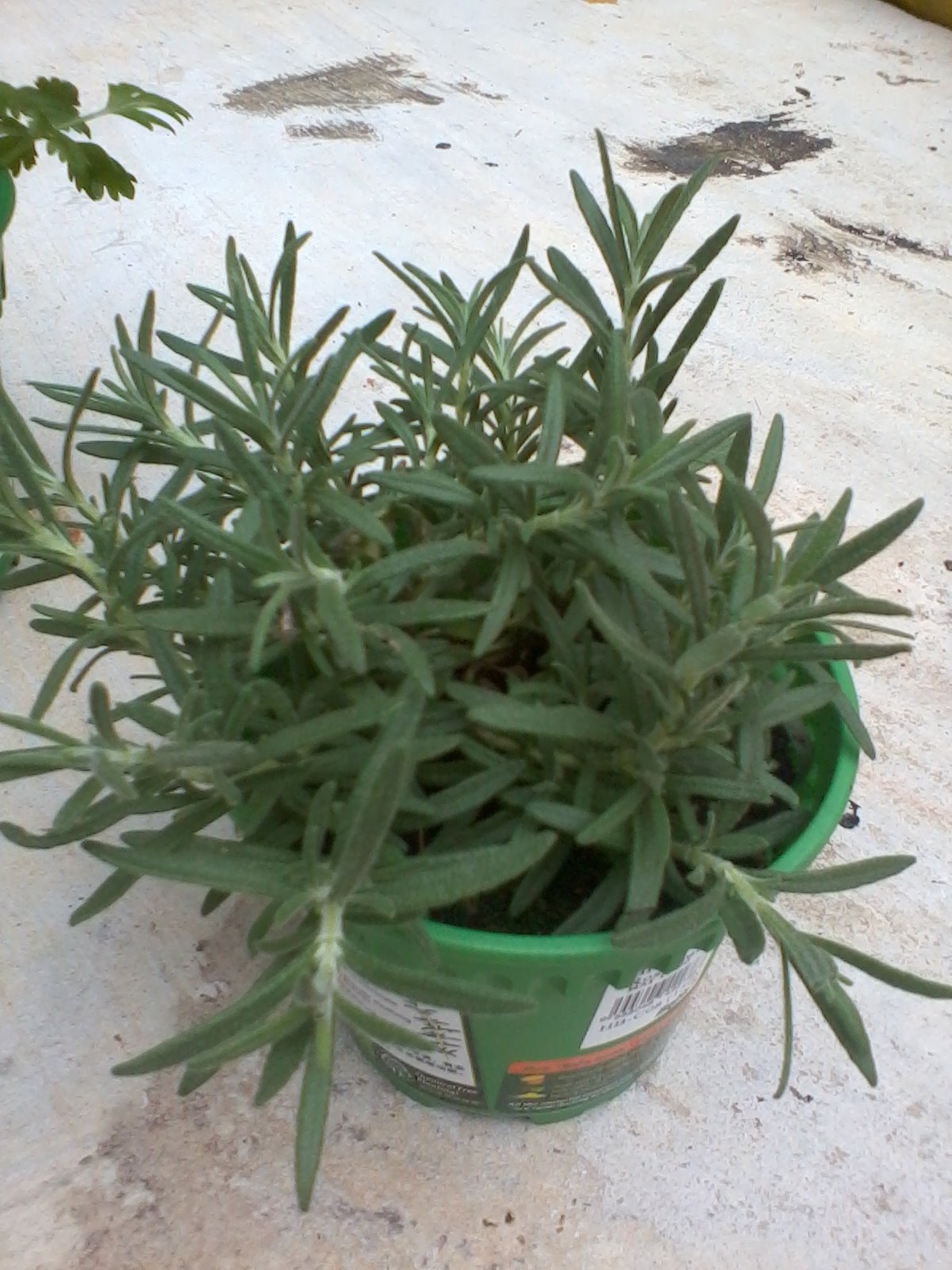Journey Of My Garden English Parsley, Rosemary & Chinese Parsley