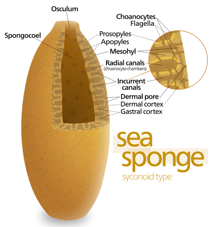 how does water move through a sponge how does water move through a sponge