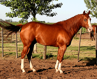 RAZAS DE CABALLO: Caballo Cuarto de Milla RAZAS DE CABALLO: Caballo Cuarto de Milla
