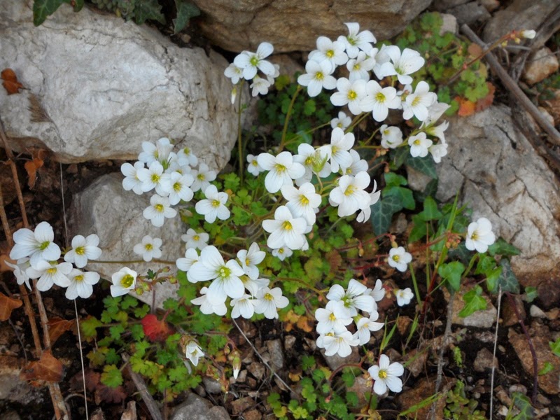 Flora de Xaló Saxifraga corsica subsp cossoniana