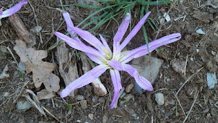 bloemen in de herfst