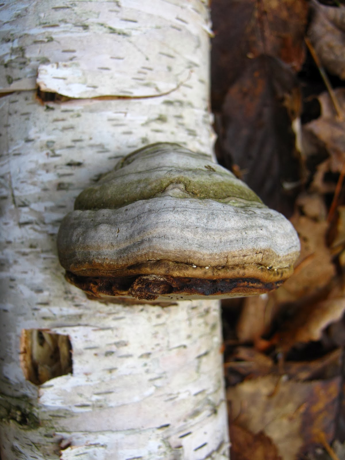 Tinder mushroom - folk healer 50 Tinder mushroom - folk healer 42