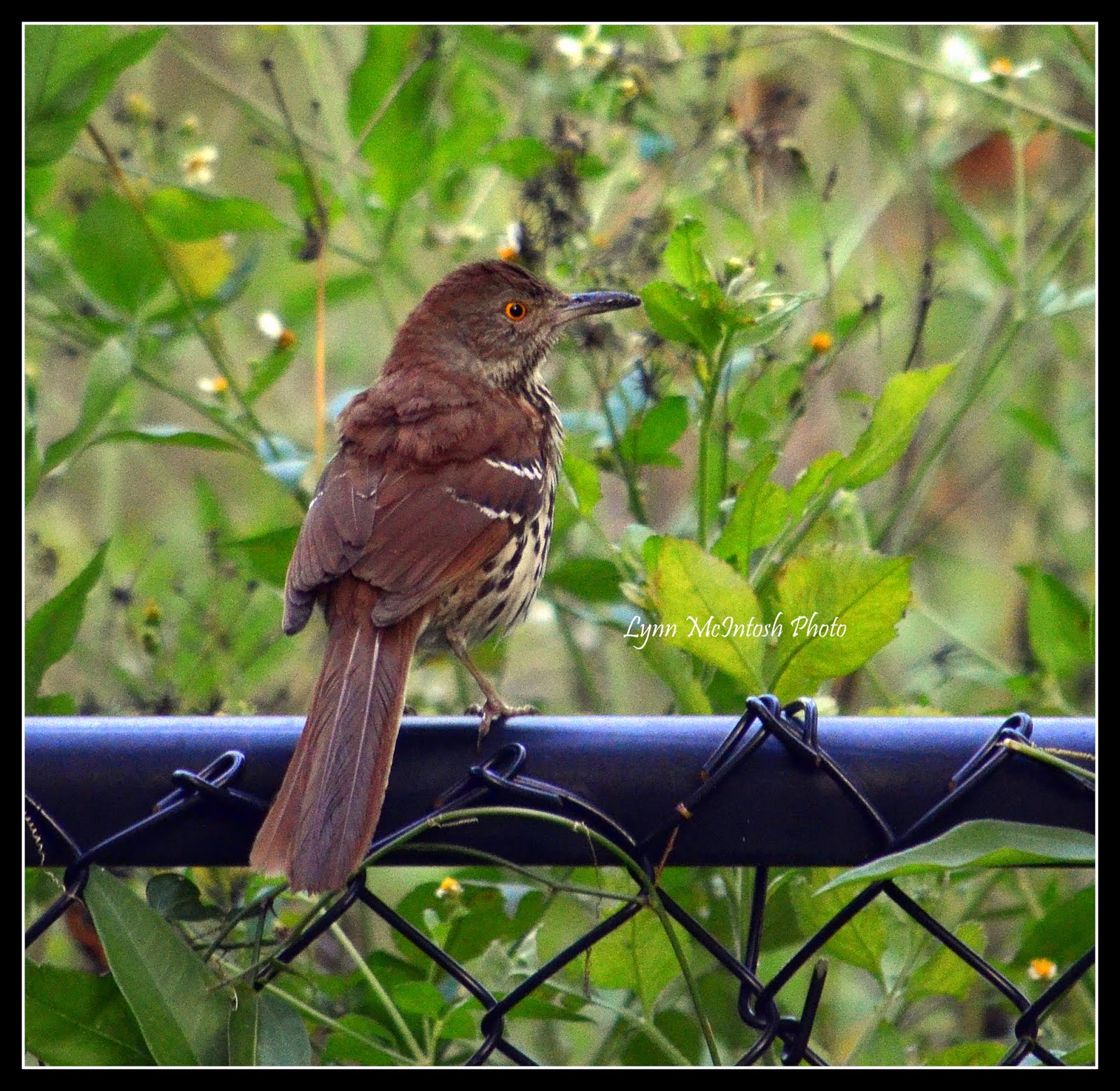 Brown Thrasher