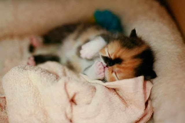 спящий котёнок совсем маленький новорожденный котёнок спит