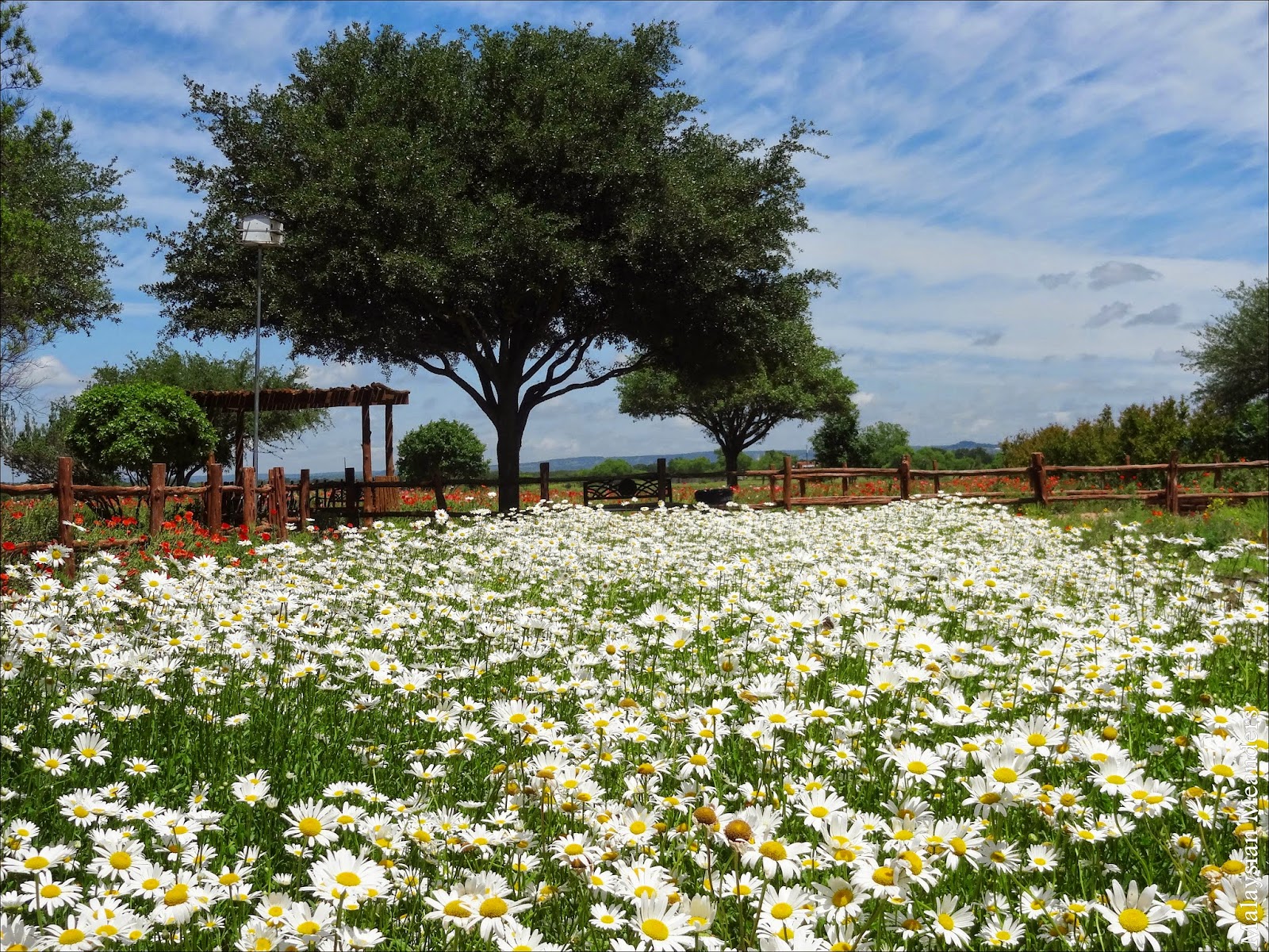 Malaysian Meanders Springtime Blooms at Wildseed Farms