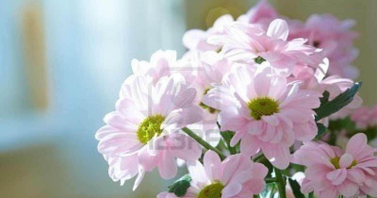 Funny Wallpapers: Beauty nature flower, beautiful nature flower