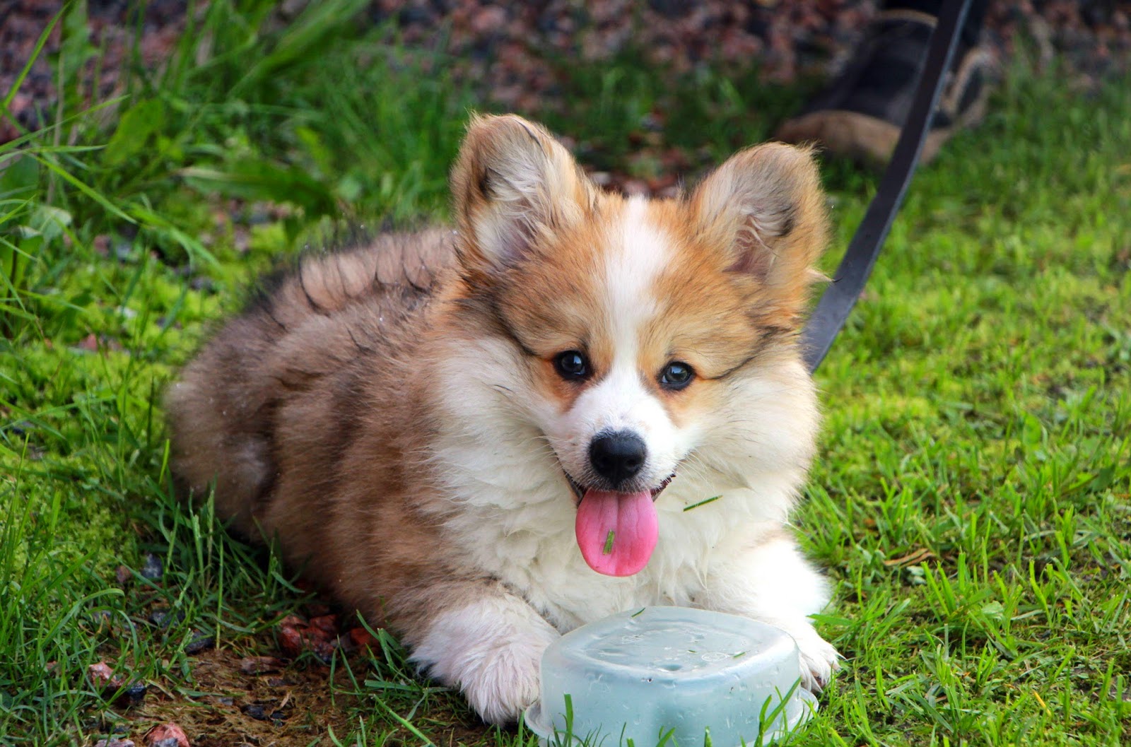 3 Top Cute Fluffy Puppies 