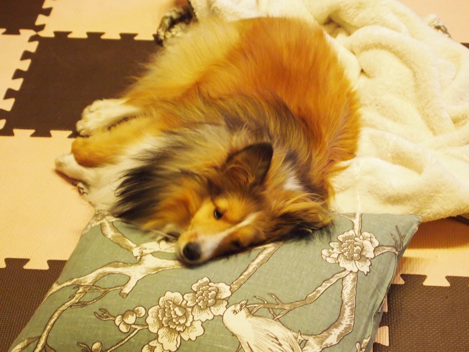 犬と池をめぐる生活 犬 ヒマチーおいちー