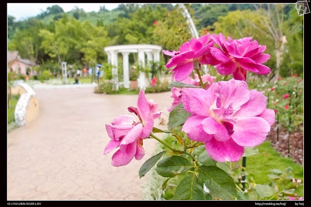 雲林古坑-耐斯集團-羅莎玫瑰莊園