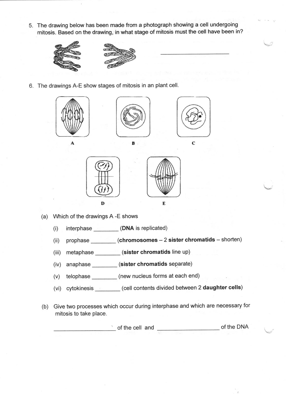 Mitosis Worksheet Answers Sw Science 10