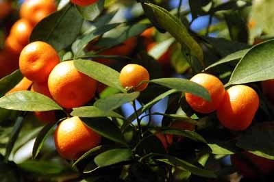 cutie orange trees cutie orange trees