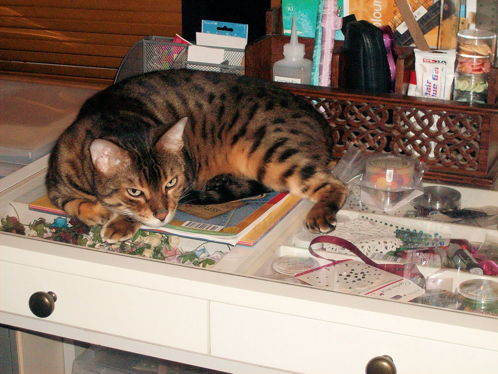 Lazy Cats Cards WOYWW + Kitty Kats