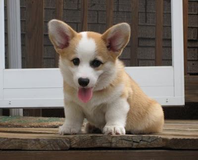 Corgi Puppy Pictures | Puppy Pictures and Information