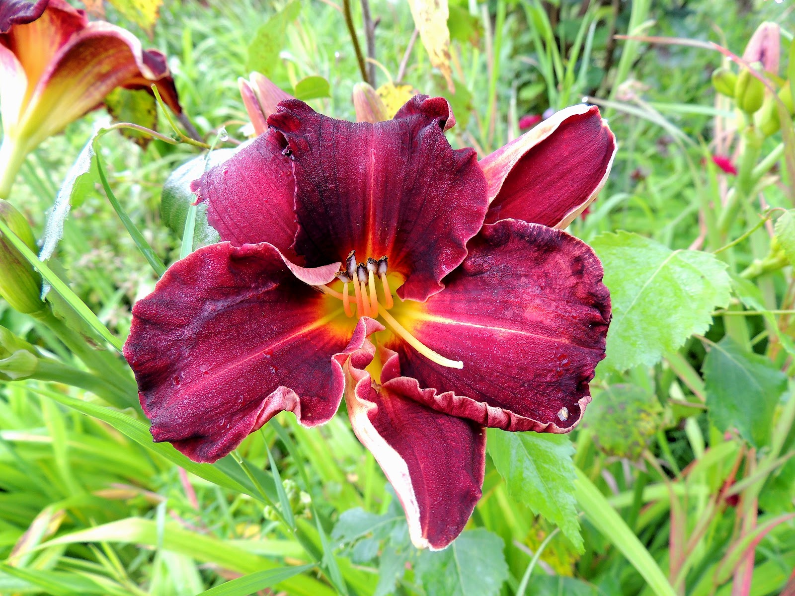 Ray's Auriculas & Iris's Irises Daylilies, spectacular day after day.