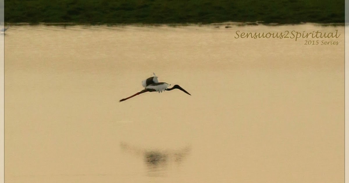 Postcards From Kaziranga: Blurring Reflections, The Storks Flight