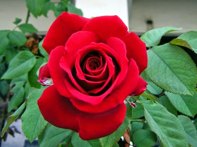 http://manfaatnyasehat.blogspot.com/2014/09/manfaat-bunga-mawar-untuk-kesehatan-dan.html