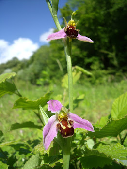 Bee Orchid