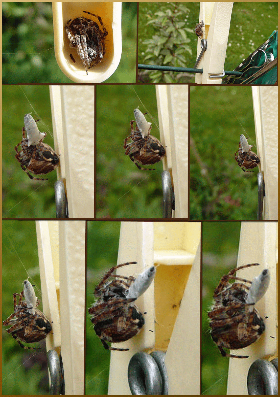 COQUELICOTS, COQUILLAGESet BELLES PAGES !: L'araignée qui habite dans  une pince à linge au jardin