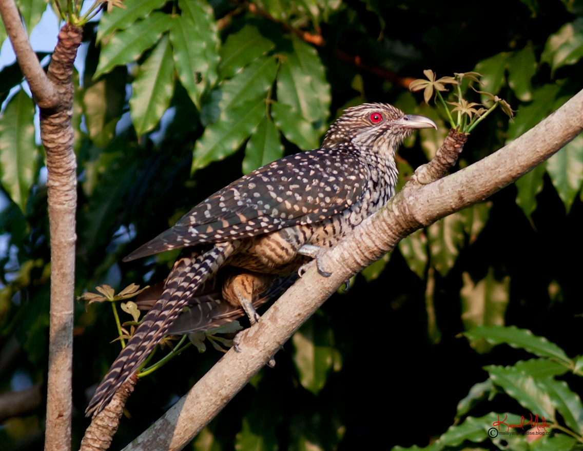 SOUTH EAST ASIA BIRDS Malaysia birds paradise Asian Koel (Eudynamys
