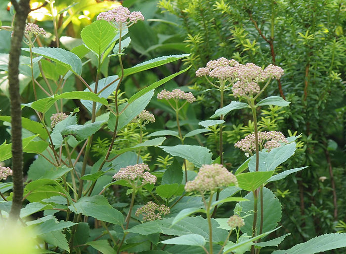 Round Flower Heads Stock Photos Round Flower Heads Stock Images