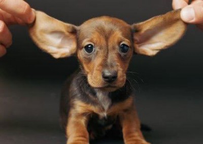 Les Teckels - Page 2 Dachshund+baby+ears