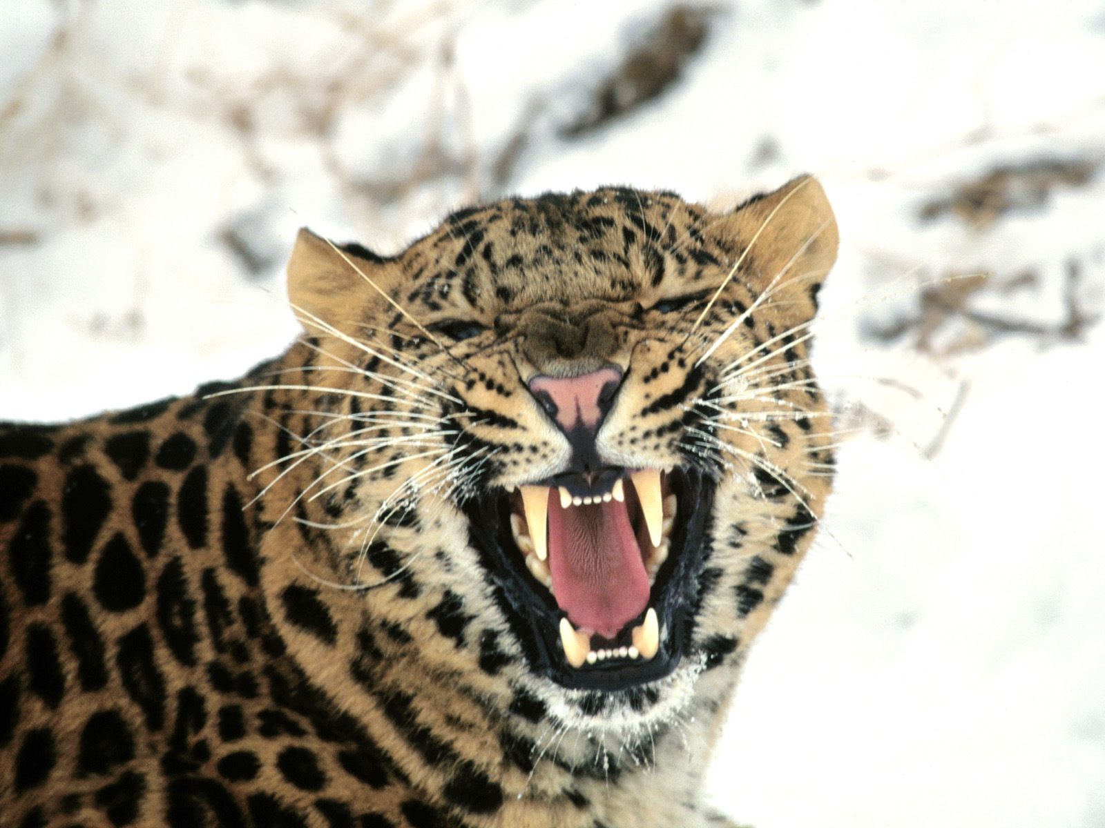 White Wolf : Russia provides hope for the almost extinct Amur Leopard