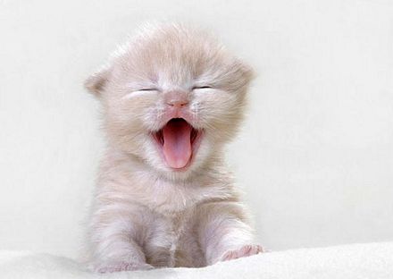 De Gatos Tiernos Animados Con Movimiento Imagui