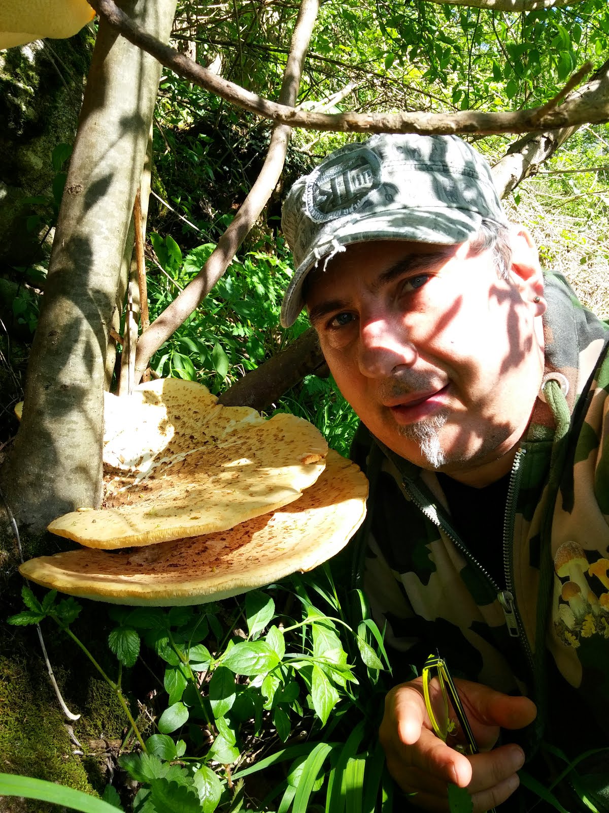 Polyporus Squamosus.....(commestibile da molto giovane)