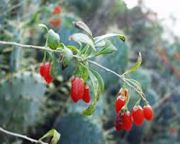 common herbs used in FLP:Lycium