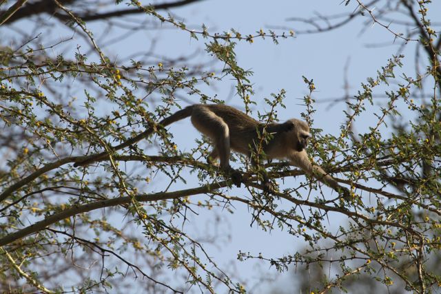 acacia blossoms