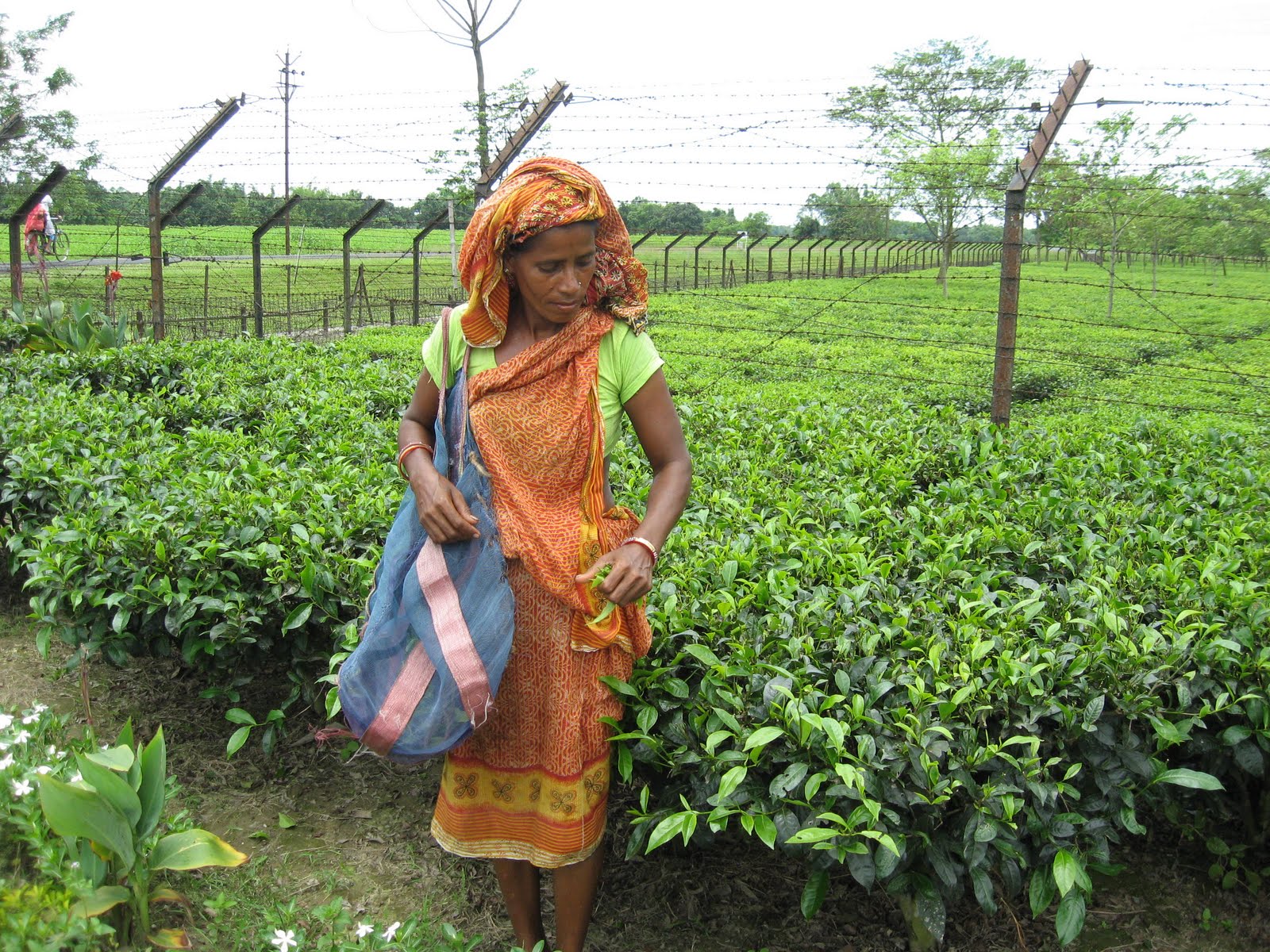 Travel Calcutta, West Bengal, India Travel Calcutta presents TEA