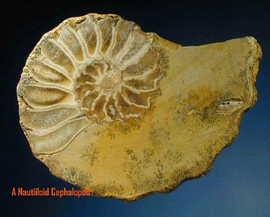cephalopod fossil