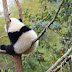 Fotos de panda bebê a dormir uma sesta na árvore 