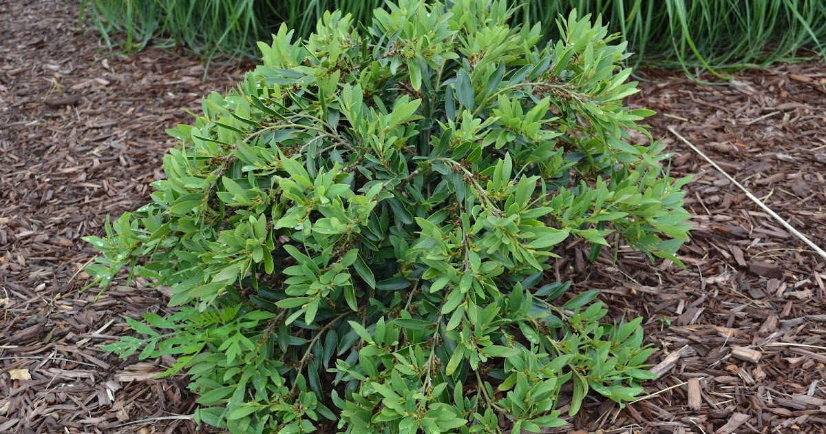 Damn good plants Distylium myricoides