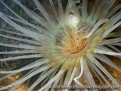 Peacock Anemone (Order Ceriantharia)