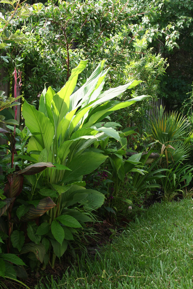 The Rainforest Garden How to Grow Turmeric