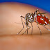 Campos está entre os municípios com risco de febre Chikungunya.