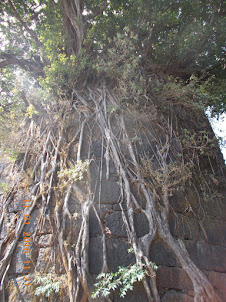 Gigantic tree in Pratapgad Fort Complex.