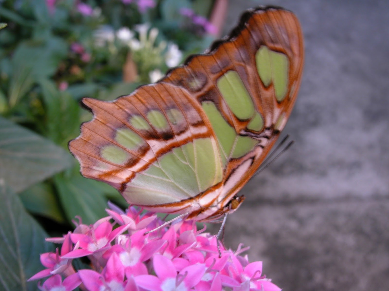 MOSI Outside The Dark Side of Butterflies (and Moths)